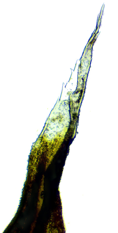 Racomitrium panschii